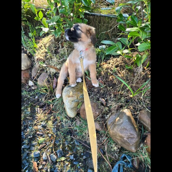 German Shepherd (Alsatian)