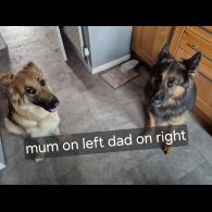 German Shepherd (Alsatian)