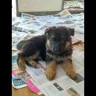 German Shepherd (Alsatian)