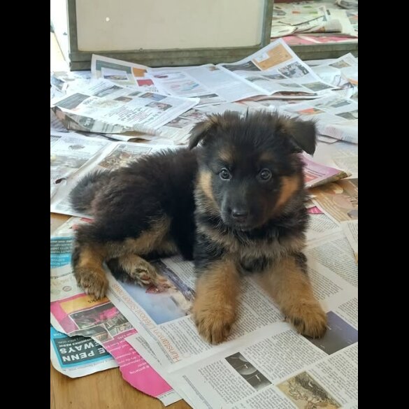 German Shepherd (Alsatian)