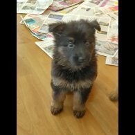 German Shepherd (Alsatian)