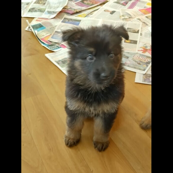 German Shepherd (Alsatian)