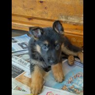 German Shepherd (Alsatian)