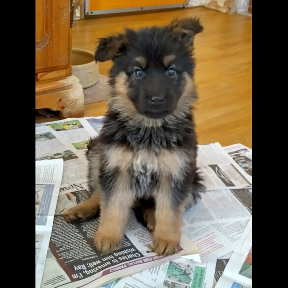 German Shepherd (Alsatian)