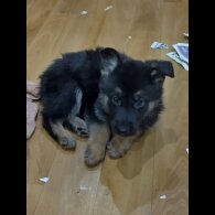 German Shepherd (Alsatian)