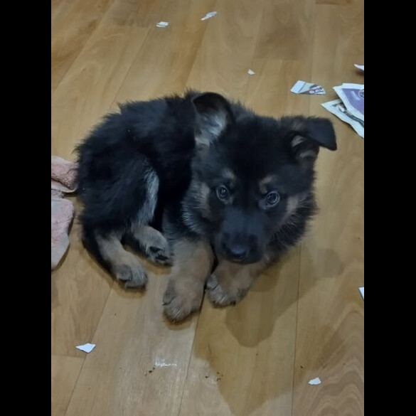 German Shepherd (Alsatian)