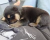 German Shepherd (Alsatian)