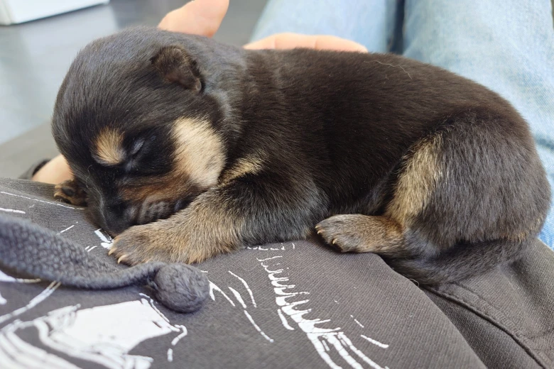 German Shepherd (Alsatian)