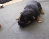 German Shepherd (Alsatian)