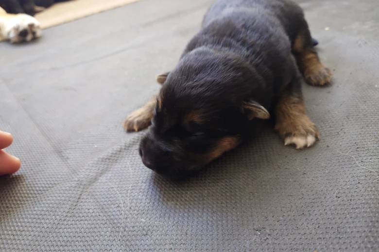 German Shepherd (Alsatian)