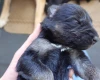 German Shepherd (Alsatian)