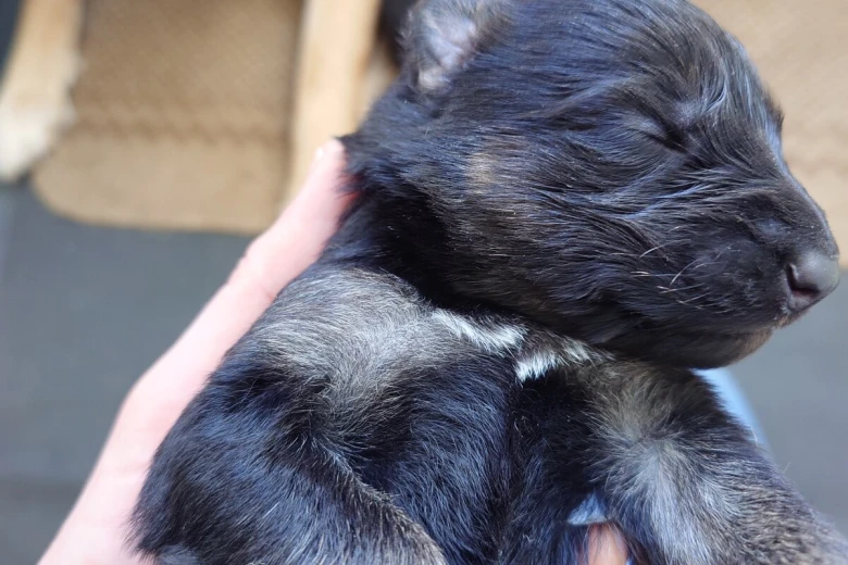 German Shepherd (Alsatian)