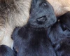 German Shepherd (Alsatian)