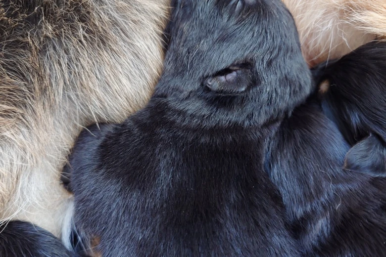 German Shepherd (Alsatian)