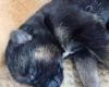 German Shepherd (Alsatian)