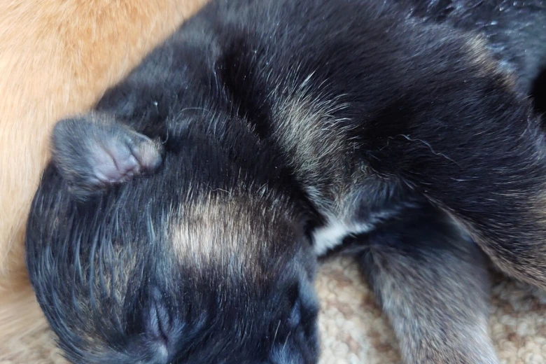 German Shepherd (Alsatian)