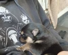 German Shepherd (Alsatian)