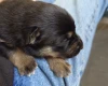 German Shepherd (Alsatian)