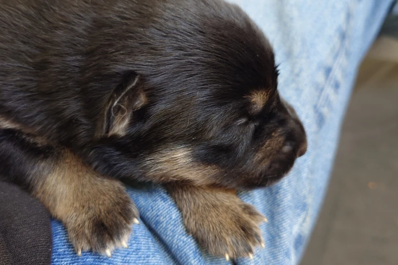 German Shepherd (Alsatian)
