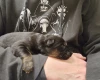 German Shepherd (Alsatian)