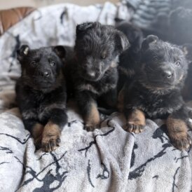 German Shepherd (Alsatian)