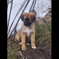 German Shepherd (Alsatian)