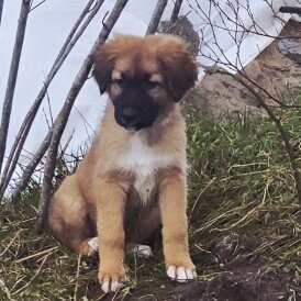 German Shepherd (Alsatian)