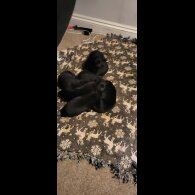 German Shepherd (Alsatian)