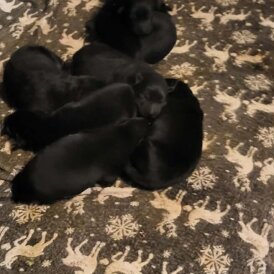 German Shepherd (Alsatian)