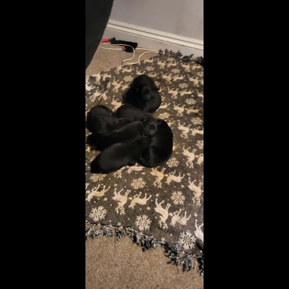 German Shepherd (Alsatian)