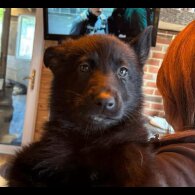 German Shepherd (Alsatian)