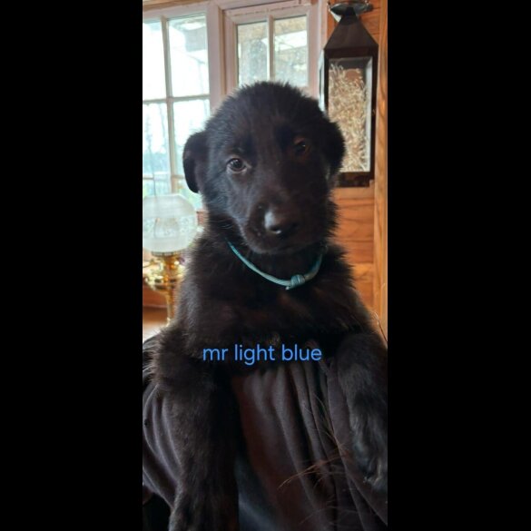 German Shepherd (Alsatian)