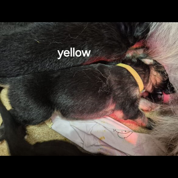 German Shepherd (Alsatian)