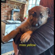 German Shepherd (Alsatian)