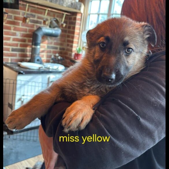 German Shepherd (Alsatian)