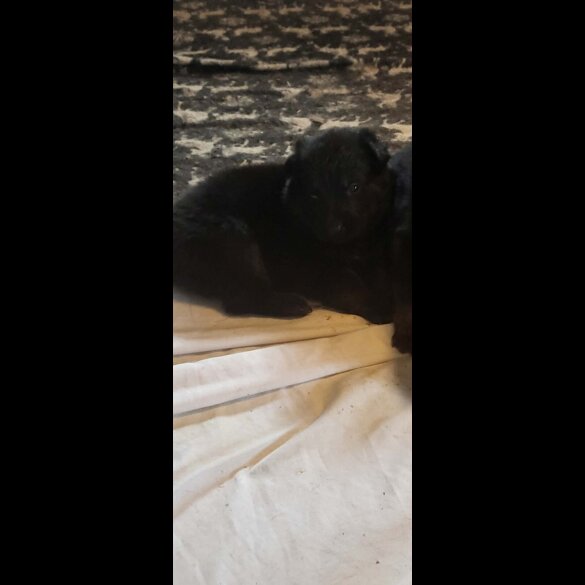 German Shepherd (Alsatian)