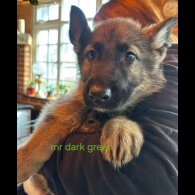 German Shepherd (Alsatian)