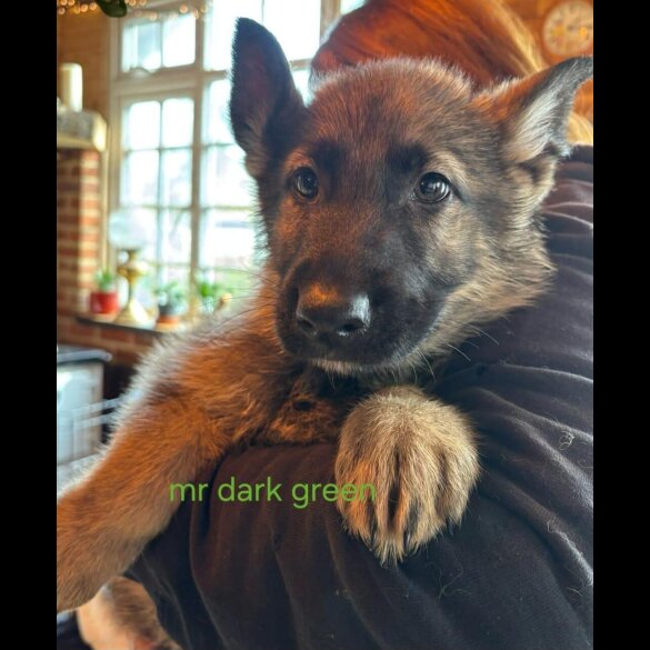 German Shepherd (Alsatian)