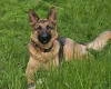 German Shepherd (Alsatian)