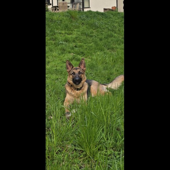 German Shepherd (Alsatian)