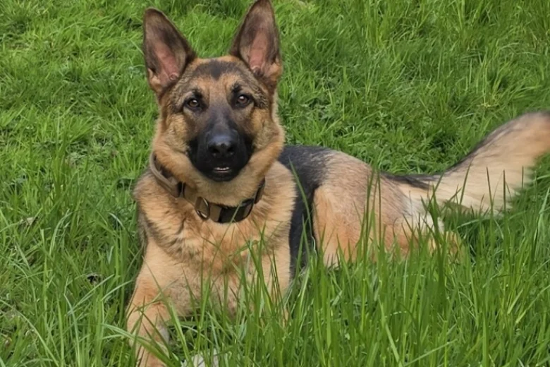German Shepherd (Alsatian)