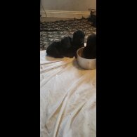 German Shepherd (Alsatian)