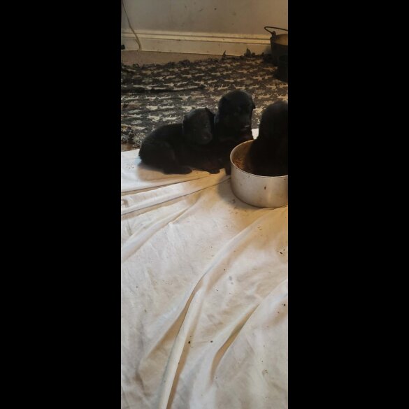 German Shepherd (Alsatian)