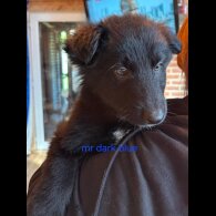 German Shepherd (Alsatian)