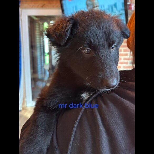 German Shepherd (Alsatian)