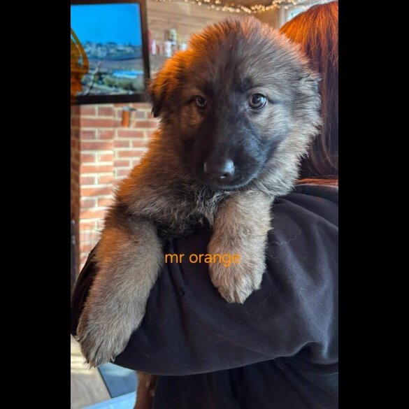 German Shepherd (Alsatian)