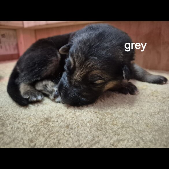 German Shepherd (Alsatian)