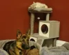 German Shepherd (Alsatian)