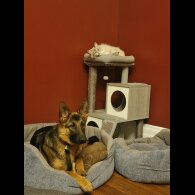 German Shepherd (Alsatian)