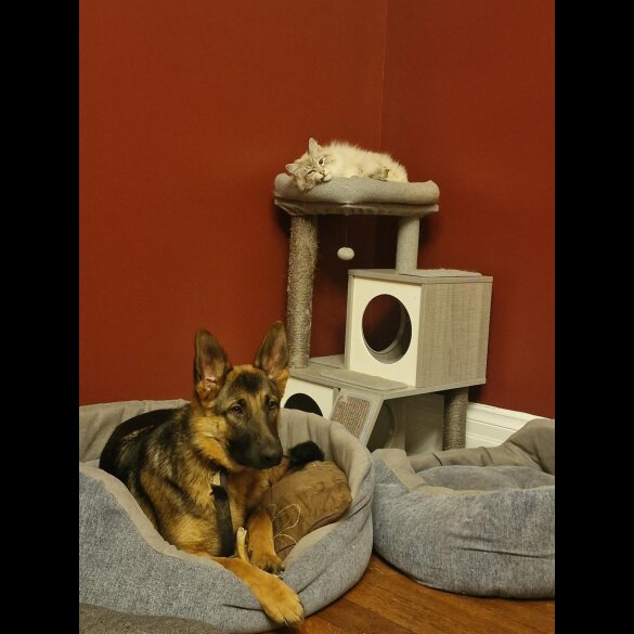 German Shepherd (Alsatian)